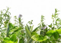3 plante miraculoase folosite inca de pe vremea Dacilor
