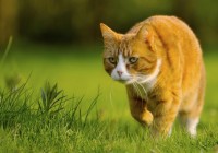 Pisicile pot utiliza fizica! Un studiu recent a constatat că felinele folosesc legile fizicii pentru a detecta prada!