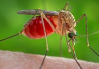 Atenție la țânțari! 5 români, depistați cu virusul West Nile