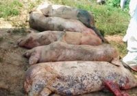 Primele focare de pestă porcină din Satu-Mare au fost stinse
