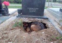 Câinele care trăia sub o piatră funerară nu-şi plângea stăpânul, păzea un „secret”