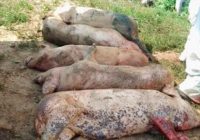 Pesta porcină africană, confirmată într-o gospodărie din Covasna