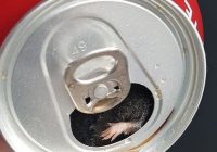 Șoarece mort în cutia de Coca-Cola! Reacția companiei