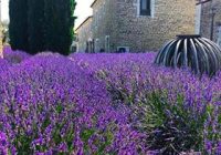 5 lucruri de văzut în însorita Provence