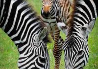 De ce au zebrele dungi? Știința a descifrat misterul