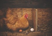Ouăle de găină ar putea înlocui tratamentul cu antibiotice
