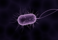 O bacterie rară a ucis 12 britanici şi a îmbolnăvit alţi 20